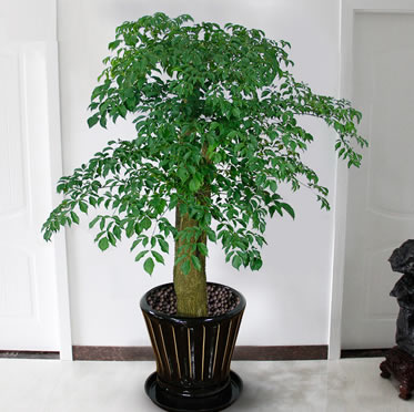 大型幸福樹盆栽植物 客廳辦公室花卉